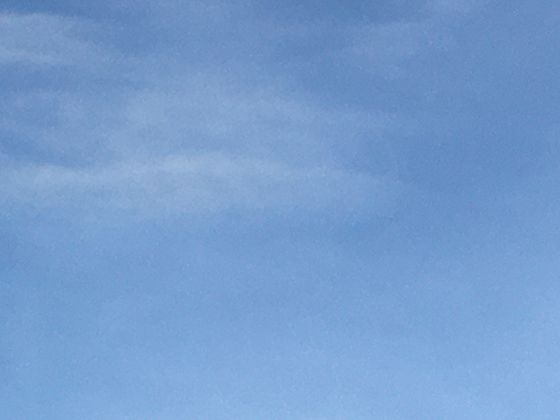 为什么大白鹭站着睡觉不会倒？聊聊这种水鸟独特的生理结构与生活习性