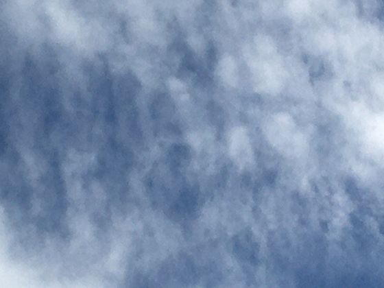 办公室养虎皮兰的3大理由，上班族需看的绿植指南