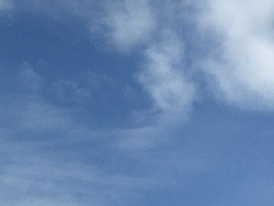 盐碱地里的生命奇迹：红树如何调节体内盐分，在高盐环境中茁壮成长？