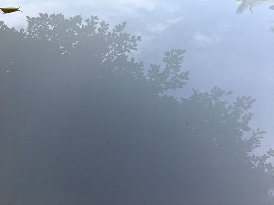 山林中的神秘绿精灵：紫背天葵独特形态与生态习性全揭秘