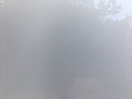 绿绒蒿的生长历程充满挑战，每一步都体现着生命对自然环境的适应与坚守